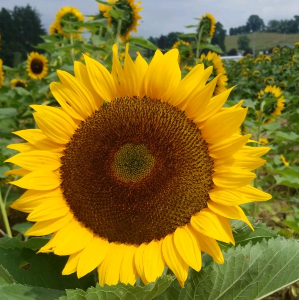 Meet your Posher, Cassidy